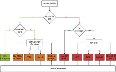 Automated antimicrobial susceptibility testing and antimicrobial resistance genotyping using Illumina and Oxford Nanopore Technologies sequencing data among Enterobacteriaceae